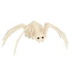 Spinne Skelett - Thumbnail Image 1