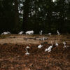 Spinne Skelett - Thumbnail Image 3