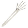 Begrabenes Skelett - Thumbnail Image 7