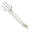 Begrabenes Skelett - Thumbnail Image 6
