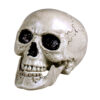 Schädel Maxilla - Thumbnail Image 1
