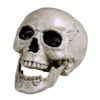 Schädel Maxilla - Thumbnail Image 3