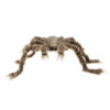 Harige Spinne - Thumbnail Image 1
