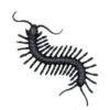 6 Gruselige Tiere - Thumbnail Image 8