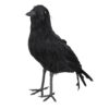 Krähe - Thumbnail Image 1